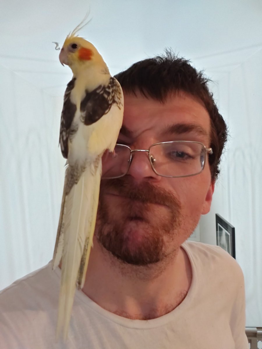 Help guelph folks! My stepsons adored bird got out today and is lost. Margaret Green Park area. If found email jsalverson1@sympatico.ca Cold tonight. Please share.