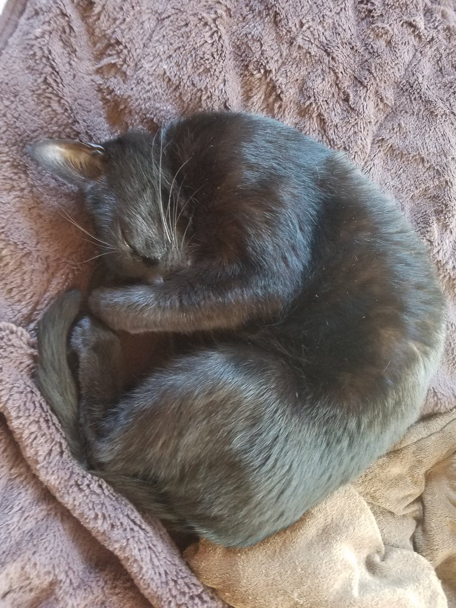 Hiroli ニャンモナイトな御猫様となっております ご査収ください ニャンモナイト 黒猫 Blackcat 猫 猫のいる暮らし Catsoftwitter Cat 御猫様シリーズ