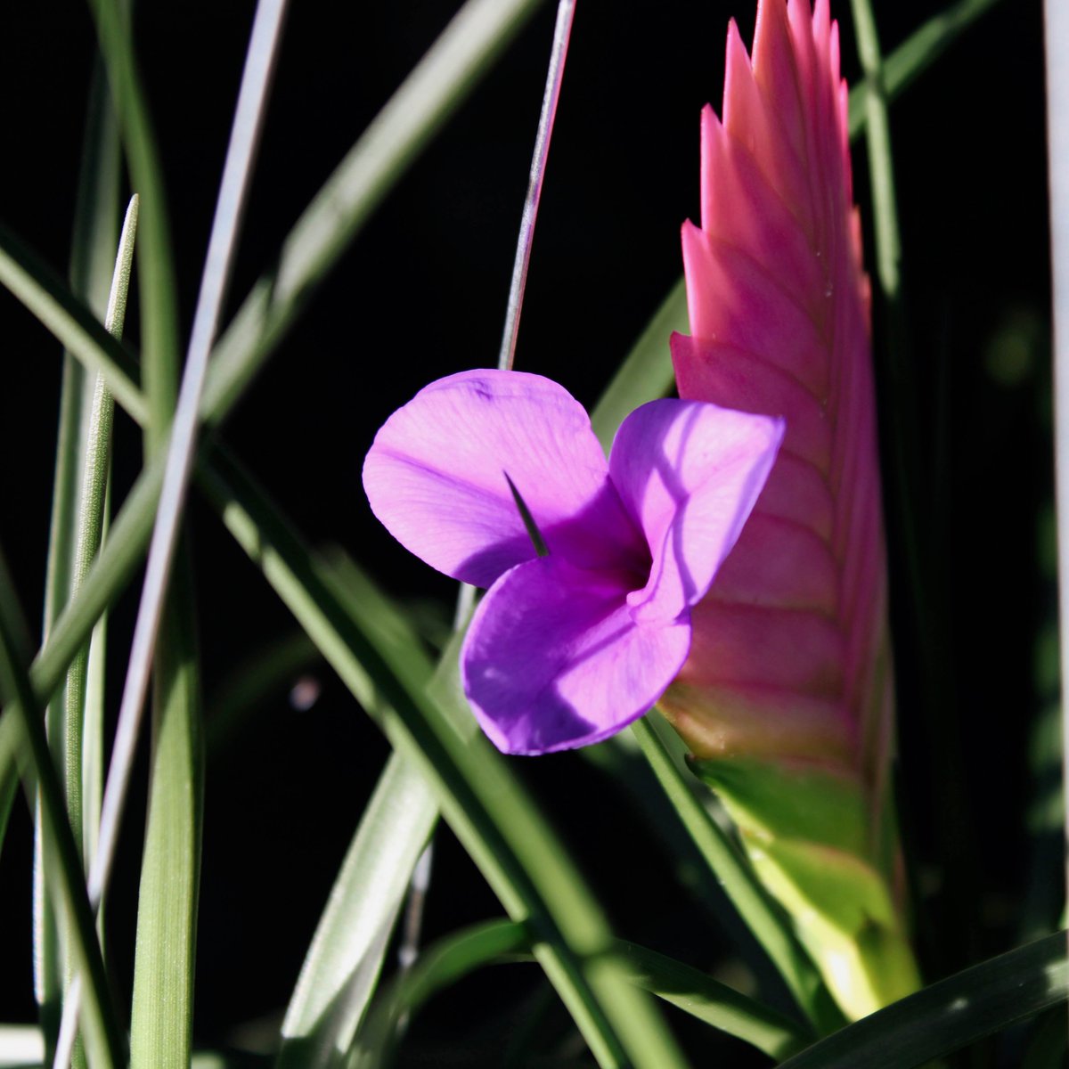 CurateReynolda's tweet photo. From the Palm House: Wallisia cyanea (formerly #Tillandsia cyanea), commonly known as Pink Quill

The Pink Quill is a member of the #bromeliad family. Its large, showy pink inflorescence is what earned the Tillandsia cyanea the name #PinkQuill as it looks similar to a quill pen. https://t.co/qnB61yUoZu