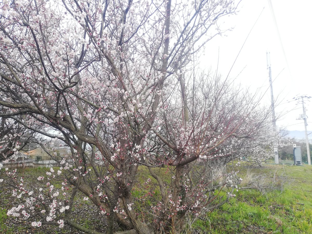 おはようございます
今朝の豊島はくもり
気温は12.7℃
雨は上がりましたがスッキリしないお天気です
今日も一日がんばりますー
#香川県 #地域おこし協力隊 #さぬきの輪 #土庄町 #小豆島 #豊島 #tetotanada #mosT #shodoshima #teshima https://t.co/0zvlQkYqwD