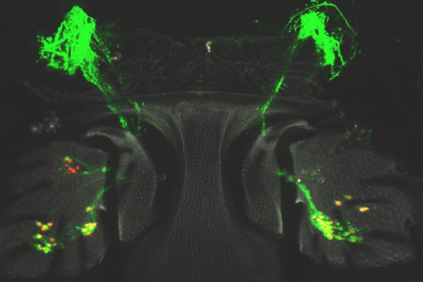 USC Stem Cell (@uscstemcell) on Twitter photo In the new study published in <a href="/Dev_journal/">Development</a>, the Bonaguidi Lab describes how adult flies can regenerate hearing cells in their antennae, and how studying flies can provide a new way to understand hearing and balance disorders. <a href="/USCStemCell/">USC Stem Cell</a> @KeckSchool_USC ecs.page.link/RW5R6 In the new study published in <a href="/Dev_journal/">Development</a>, the Bonaguidi Lab describes how adult flies can regenerate hearing cells in their antennae, and how studying flies can provide a new way to understand hearing and balance disorders. <a href="/USCStemCell/">USC Stem Cell</a> @KeckSchool_USC ecs.page.link/RW5R6