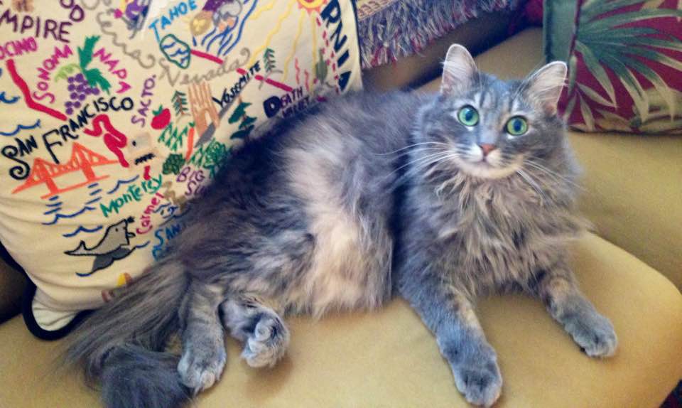 Kellimaroney's tweet photo. UPDATE: — Purrsephone’s back in 2nd place in her contest?! She just has to be in 1st place tonight at 8 PM Pacific to advance or she'll be eliminated. Will you help her with a fast FREE vote? Her link: https://t.co/gjpo7Nk9O6 https://t.co/oG064hkmEQ