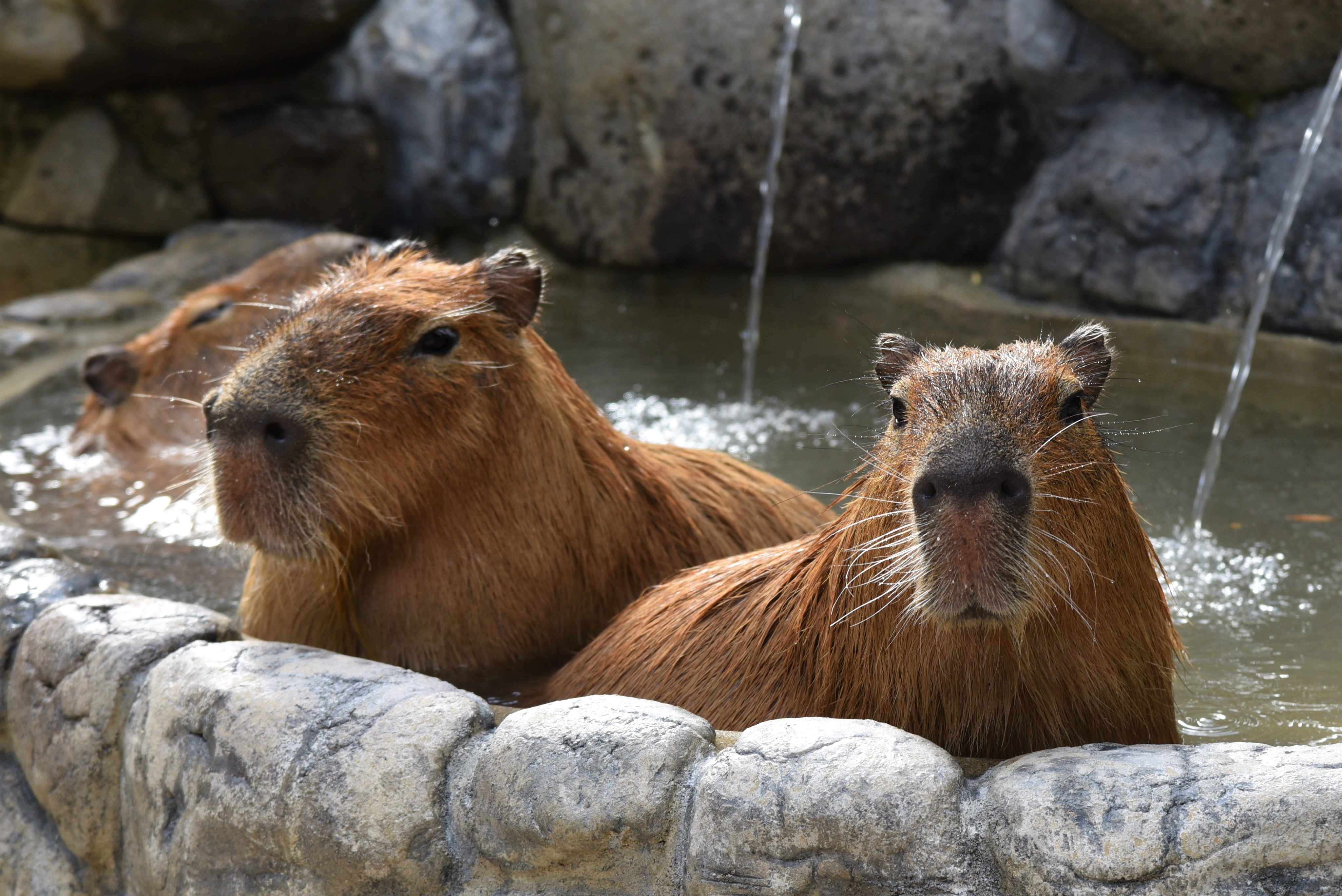 تويتر 愛媛県立とべ動物園 公式 على تويتر 明日6日 土 11時から カピバラに温泉のプレゼント を行います カピバラ たちへ 伊予の湯治場 喜助の湯 から源泉がプレゼントされます カピバラが温泉に浸かる姿を見て心も体も暖まりませんか ぜひお越し