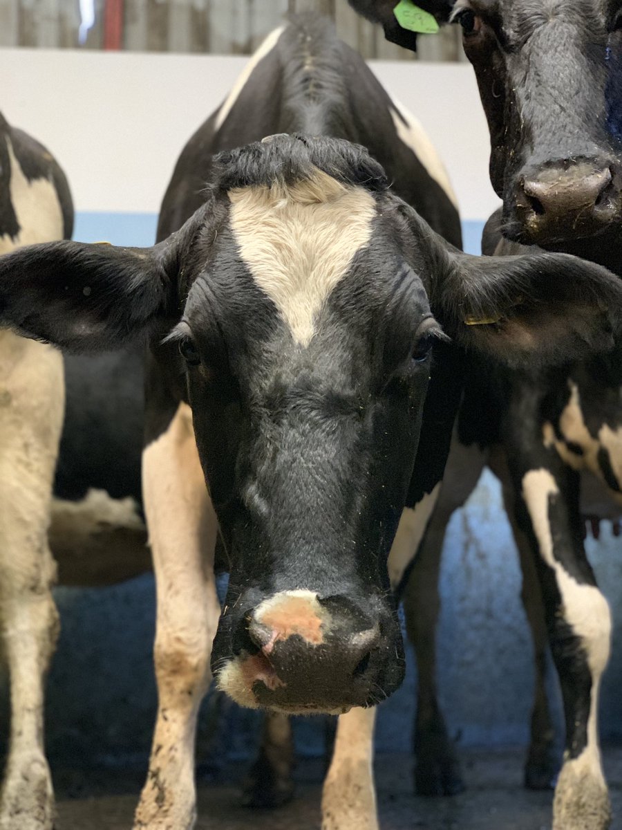 Dixie_beann's tweet photo. The moos! 💕 https://t.co/sIlk57DMTC