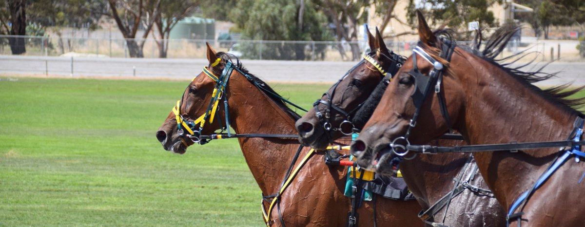 Have you seen our album for the Ned Fitzpatrick Tribute on Sunday's Cup card? A great go for the win and a great lot of horses: facebook.com/media/set?vani…

<a href="/TrotsClubsVic/">Trots Clubs Victoria</a>