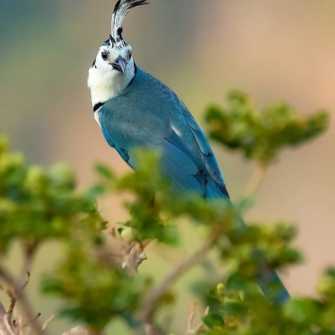 Urraca copetona #birds  #aves #fotografia #photography #costarica #beautydestination