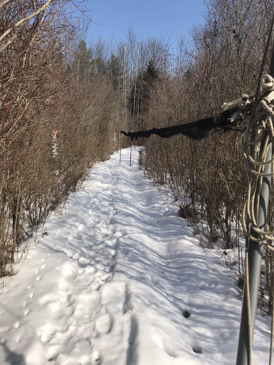 North American Banding Council tweet media