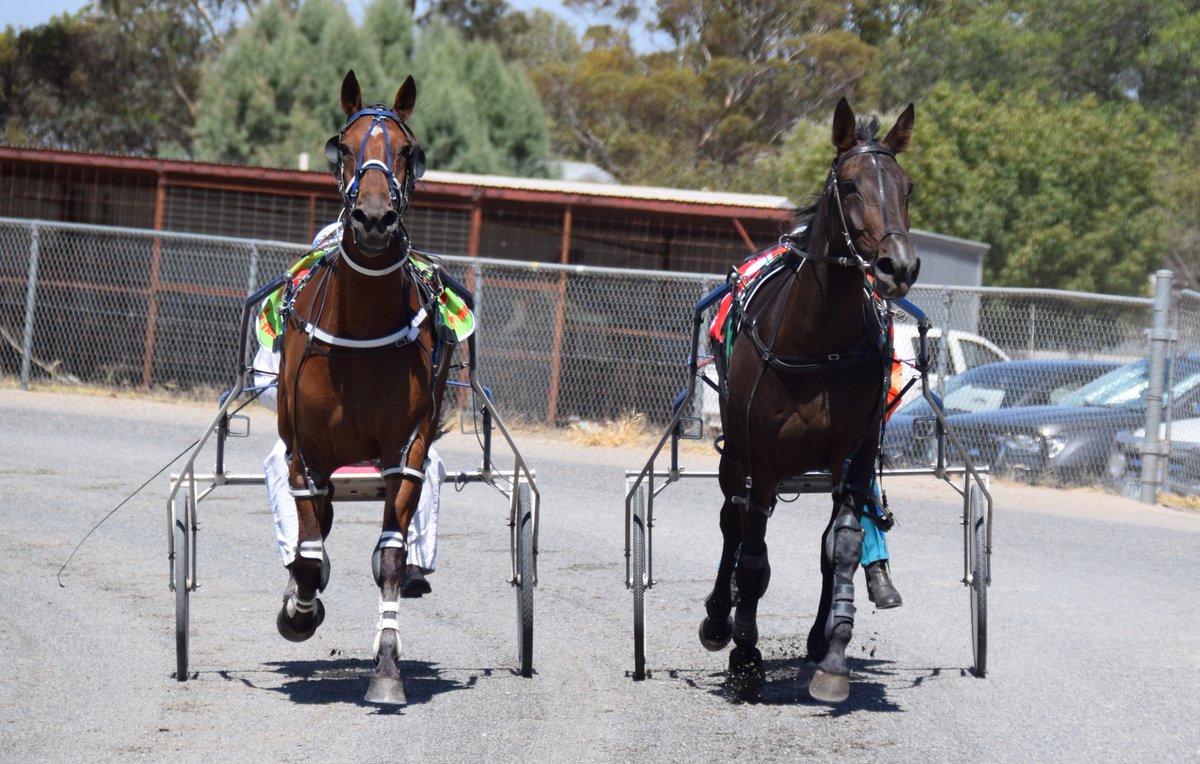 Great to see a maiden break their status (and collect a #TeamTeal bonus) - take a look at our album from Sunday's <a href="/Alabarfarms/">Alabar Farms</a> #Vicbred Maiden Pace right here:
facebook.com/media/set/?van…

<a href="/TrotsClubsVic/">Trots Clubs Victoria</a>