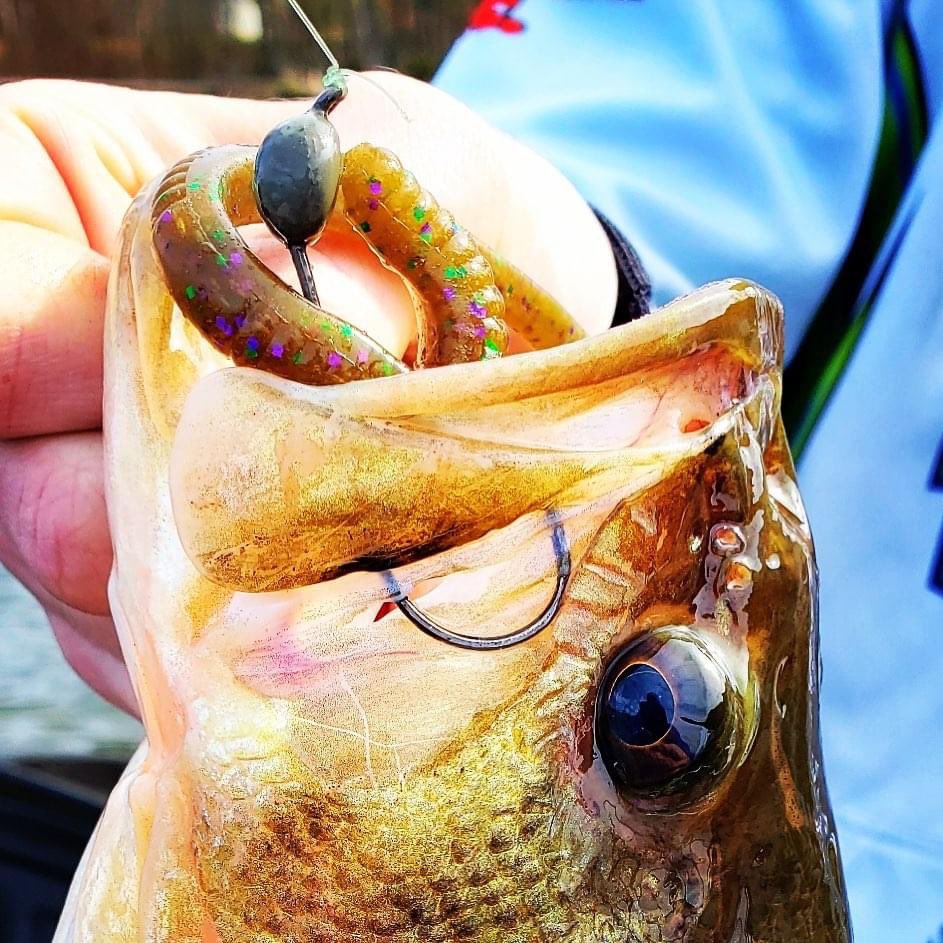 bigbass217's tweet photo. She wasn’t coming off!
:
Young Gun, Logan Baber, stuck this one on the Sergeant Shaky!
:
#fishwicked #wickedweights #finessefishing #bassfishing #largemouthbass #fishing https://t.co/vjOHEsbUuk