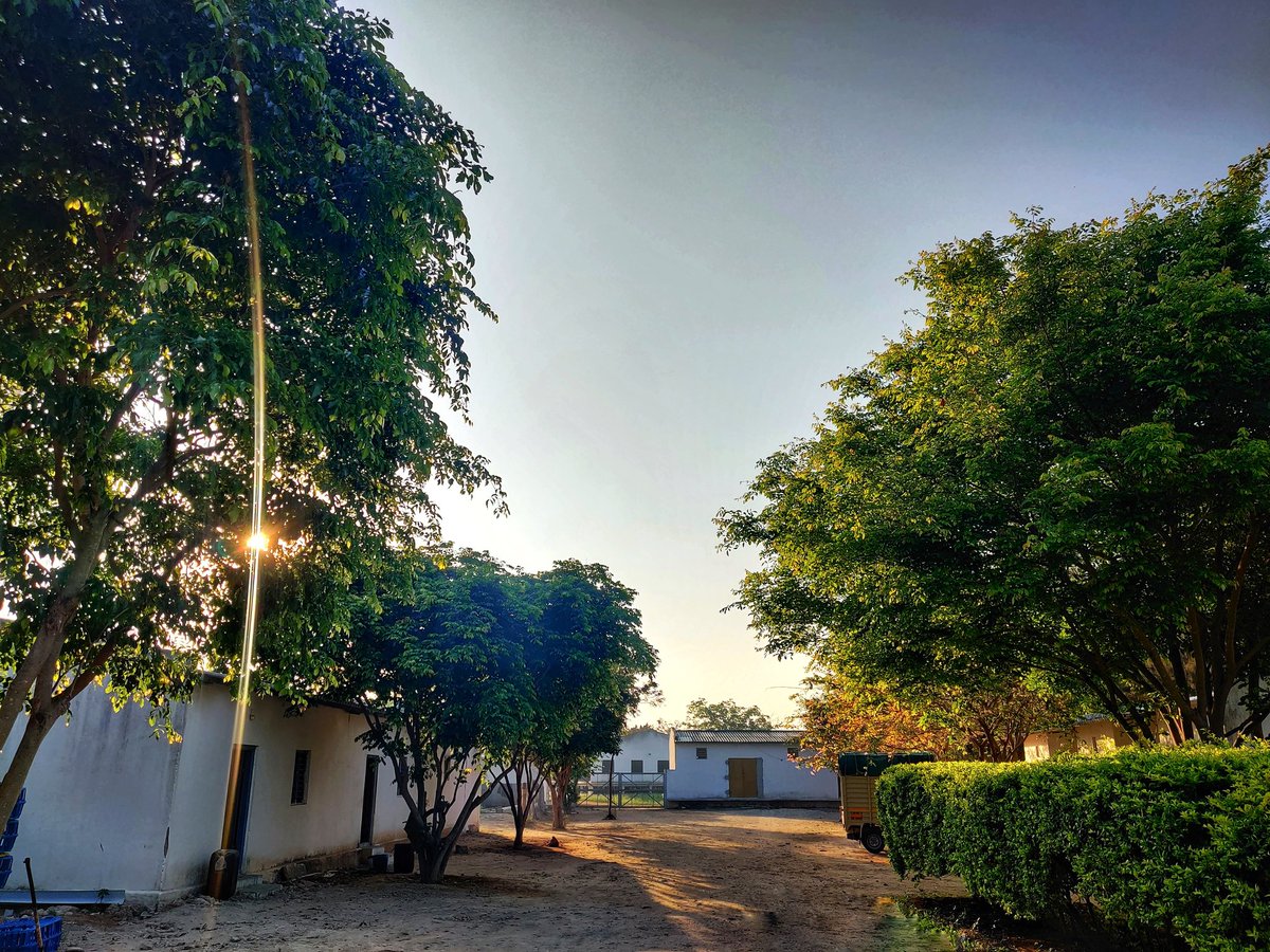 laxmanudt's tweet photo. காலை வணக்கம் மக்கா
#Lax_clics
#My_farm https://t.co/Cvv3q2No2e
