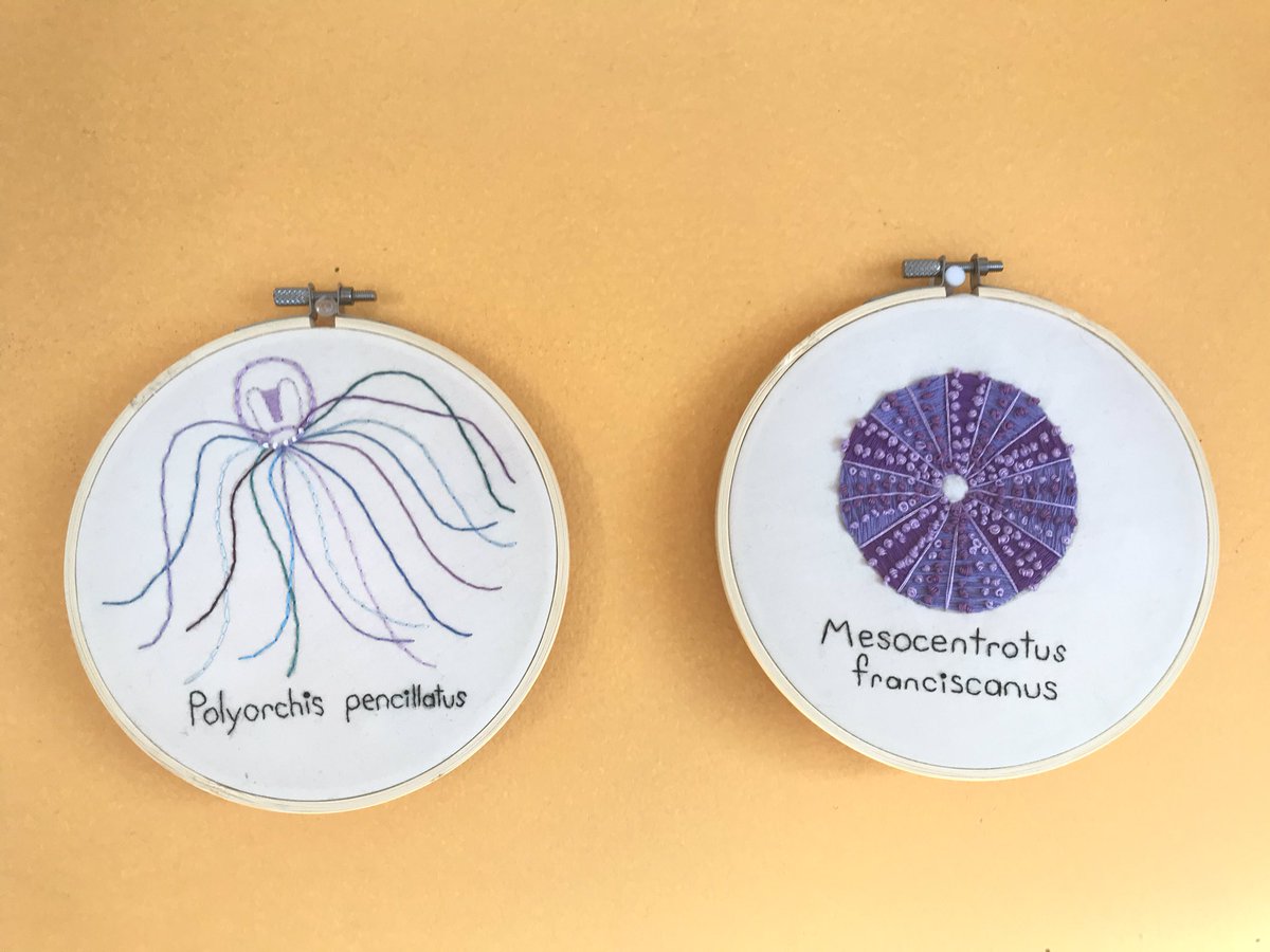 I love combining art and marine biology! Here are two #MarineInvertebrates I embroidered recently. A Red-eye Medusa and a Red Sea Urchin 🥰 #GetYourArtUnderwater