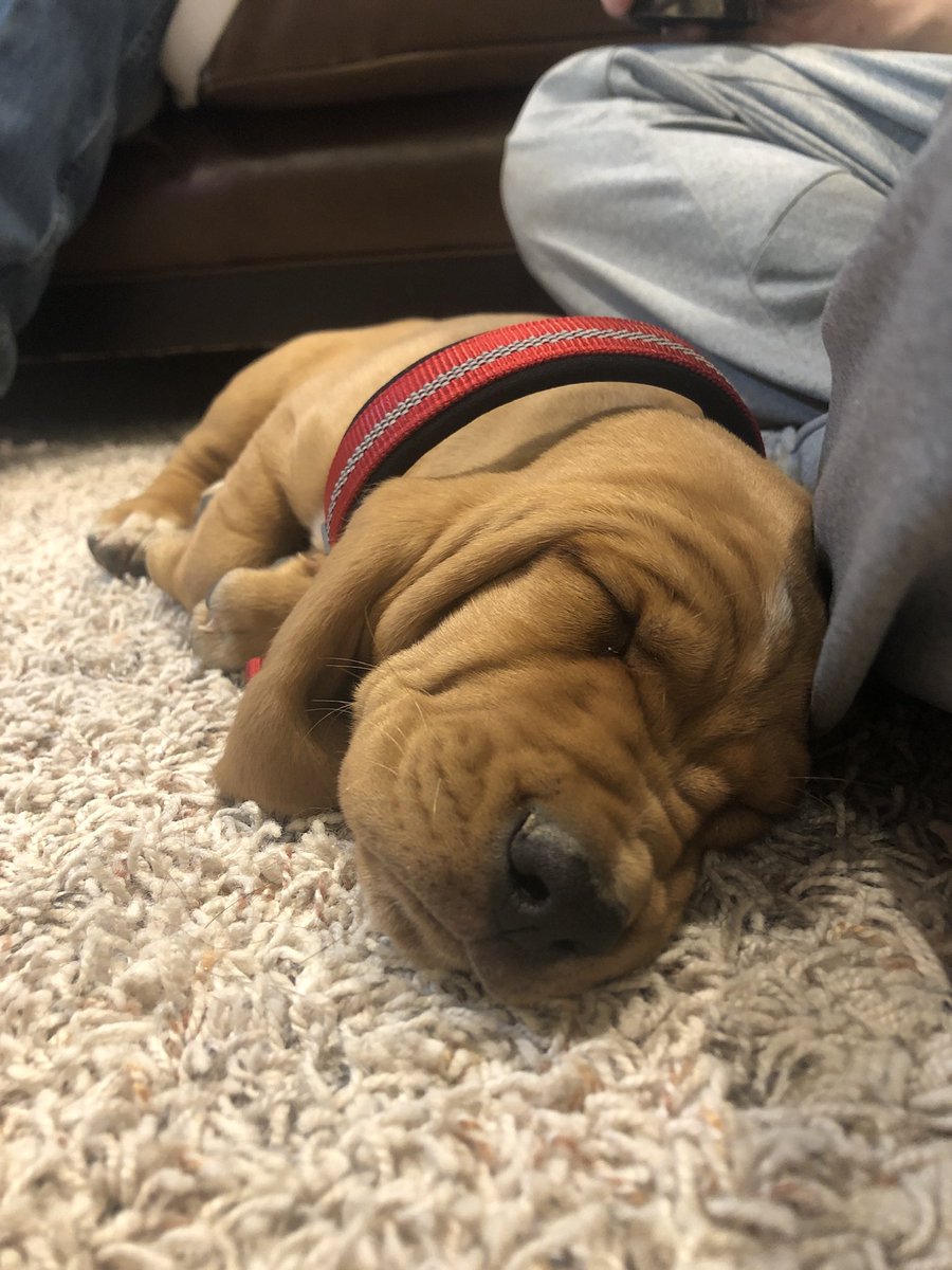 alainalovescats's tweet image. 