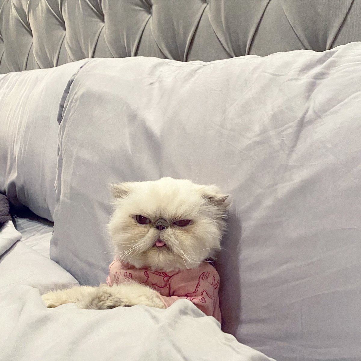 RelatableShelby's tweet photo. Sometimes the only way to stop eating is to go to sleep 😼💡 #LifeHack https://t.co/aXvEBpRqOy