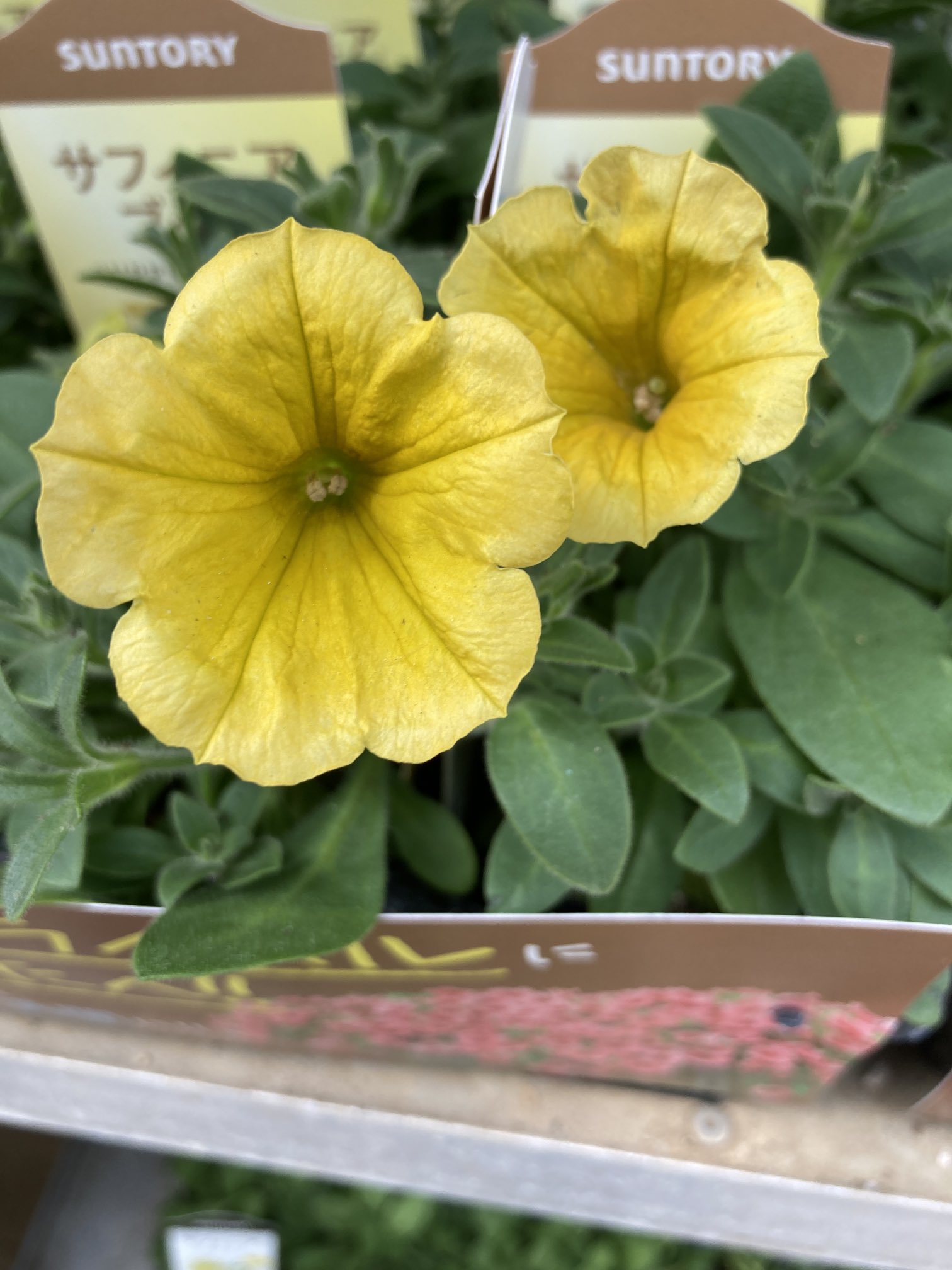 有 益田商店 Twitterren サフィニアブーケの新色のゴールド 微妙なグラデーションが写真で伝わるかなぁ サントリーフラワーズ サフィニアブーケ 今年の新色