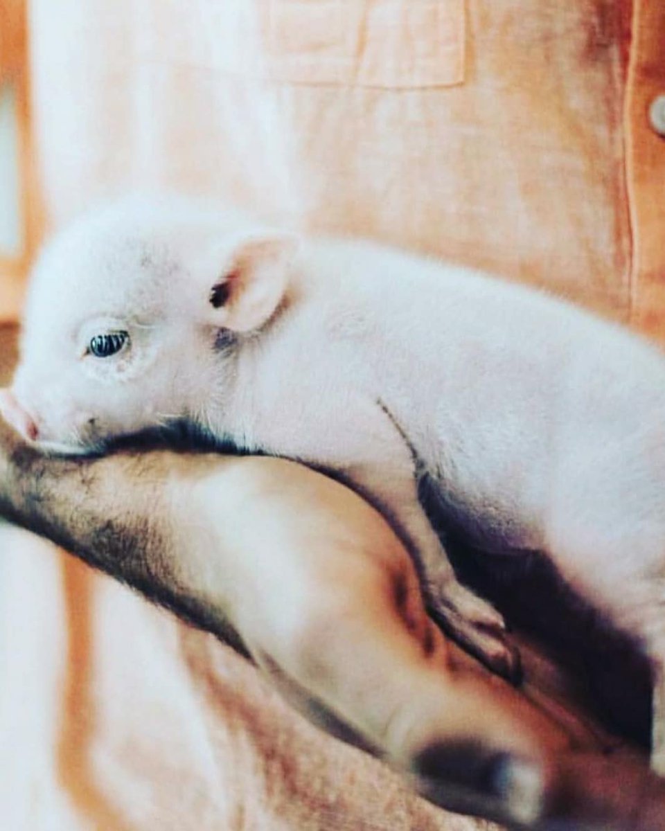 Ridhimakandru's tweet photo. Adopt, if you cannnot adopt, volunteer, if you cannot volunteer, donate, if you cannot donate, spread the word. Do your bit, feed one save all.
#friendlyreminder #zerowasteindians_desi #bekindtoanimals #kindtoallkinds #kindness #gogreen #desizwjourney #merrywater #reminders https://t.co/xQoiOOVBrR