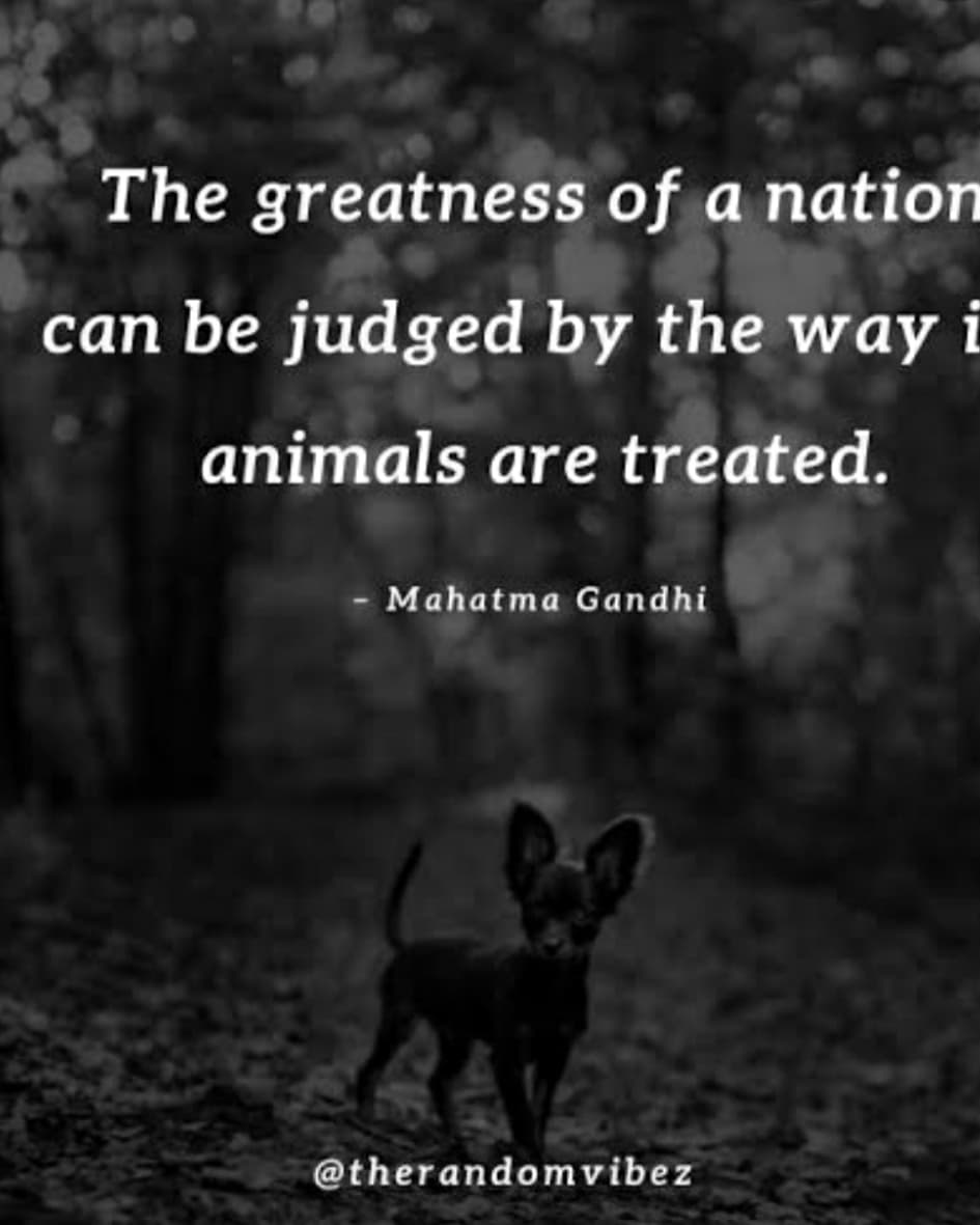 Ridhimakandru's tweet photo. Adopt, if you cannnot adopt, volunteer, if you cannot volunteer, donate, if you cannot donate, spread the word. Do your bit, feed one save all.
#friendlyreminder #zerowasteindians_desi #bekindtoanimals #kindtoallkinds #kindness #gogreen #desizwjourney #merrywater #reminders https://t.co/xQoiOOVBrR