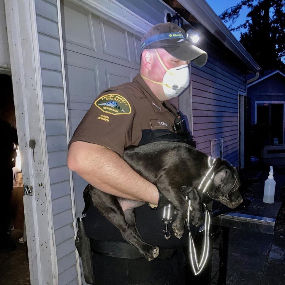 ajjanavelnews's tweet photo. In about one year - officials have now confiscated more than 100 dogs - during 3 separate search warrants - from the home of Elmer Givens Jr. He now faces 75 charges, but his first time in court was in 2019. Tonight I’m asking officials why action took so long in this case. https://t.co/23xTnzkhYv