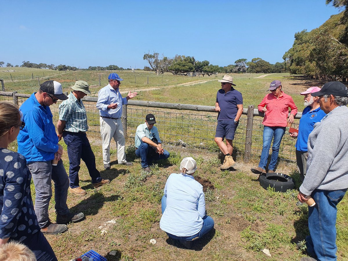 Dungies are critical in our system - whichever (marketing) term you prefer, they support a more effective ecological production system. <a href="/MacKillopGroup/">MFMG</a>