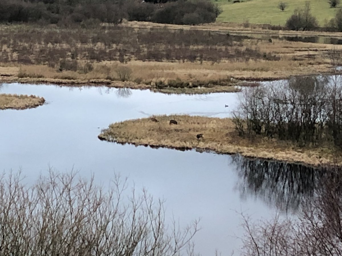 NatureAtNewark1's tweet photo. Some Roe deer on my walk this morning. Can you spot them? @NewarkPrimary @P1bNewark2020 @JoeBlyth5 https://t.co/0Kdfs2ROLL