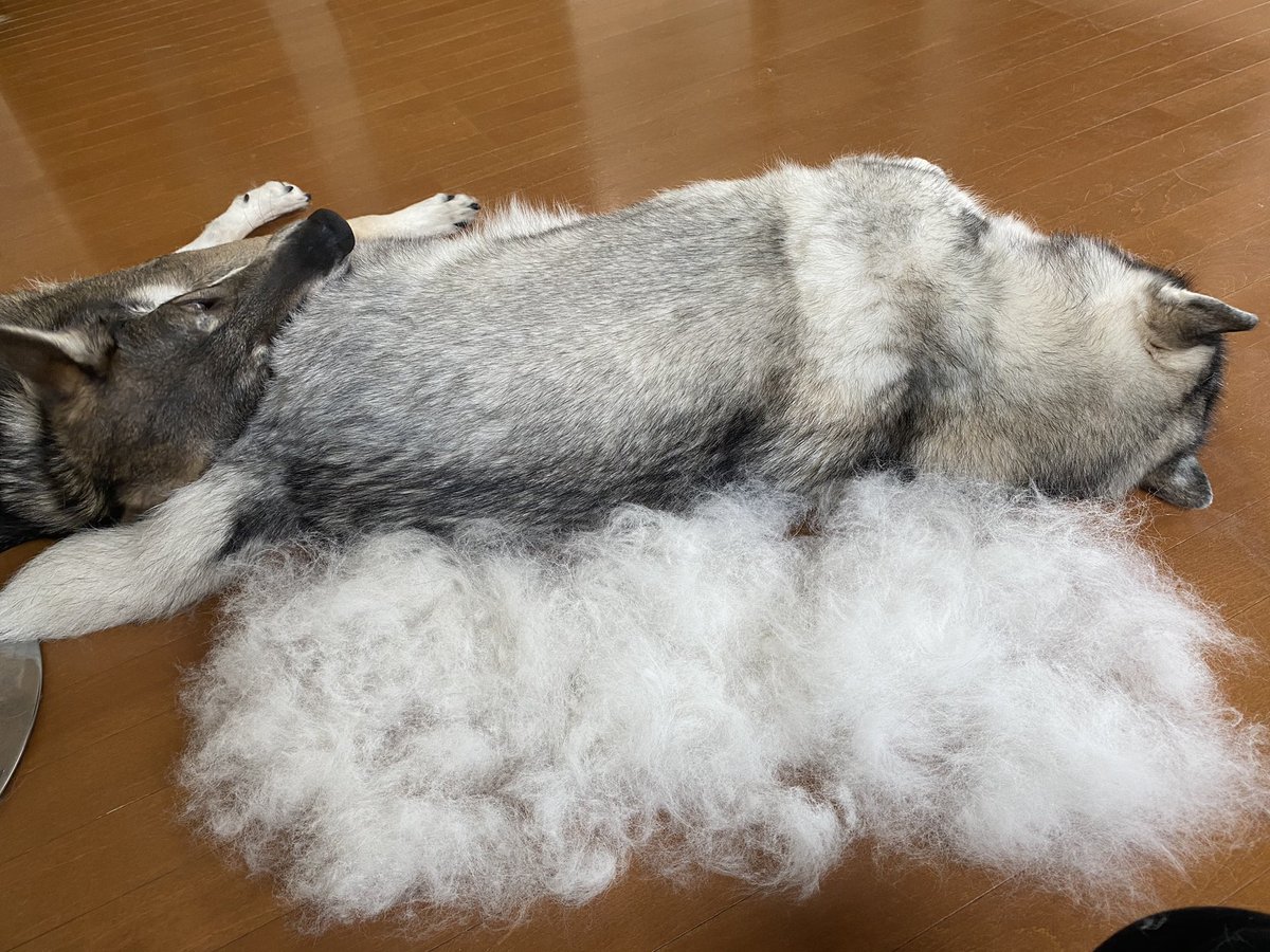 犬飼いの皆さん 魔の 換毛期 の季節ですね いくらブラッシングしても溢れ出る毛に 換毛期なめてた この時期戦争 Togetter 犬飼いの皆さん 魔の 換毛期 の季節ですね いくらブラッシングしても溢れ出る毛に 換毛期なめてた この時期戦争 Togetter