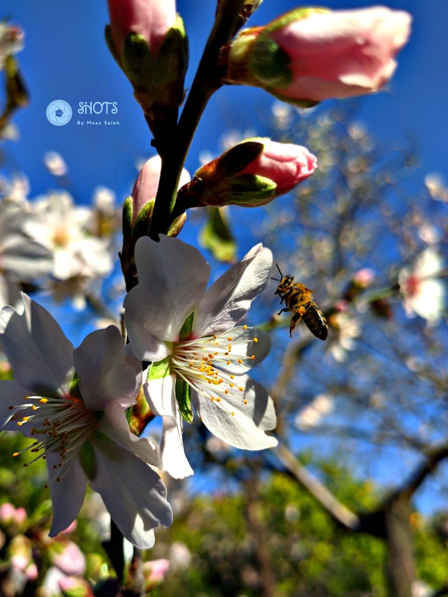 DrRanasaleh's tweet photo. 1/Spring is back in Latakia, my hometown, my favourite season which I missed for sixteen years 😔😢.. photos of almond blooms taken by my talented brother Moaz https://t.co/EbfAqvq3wJ, the tree of our childhood playground ♥ nostalgic #Friady #pathtwitterfamily #spring https://t.co/UWM3R0DNzB