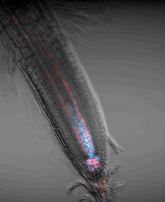 CEITEC_Brno's tweet photo. Have you ever seen a #fallingcomet?🌠Overexpression of EXPA1 in root cells of #ArabidopsisThaliana can show us.
Look at the picture "Falling Comet" by Evelina Gahurova from the @hejatko research group at @ceitec_brno @muni_cz.
#CEITECScience #ScienceInPictures #plantresearch https://t.co/sXrywqDfhB
