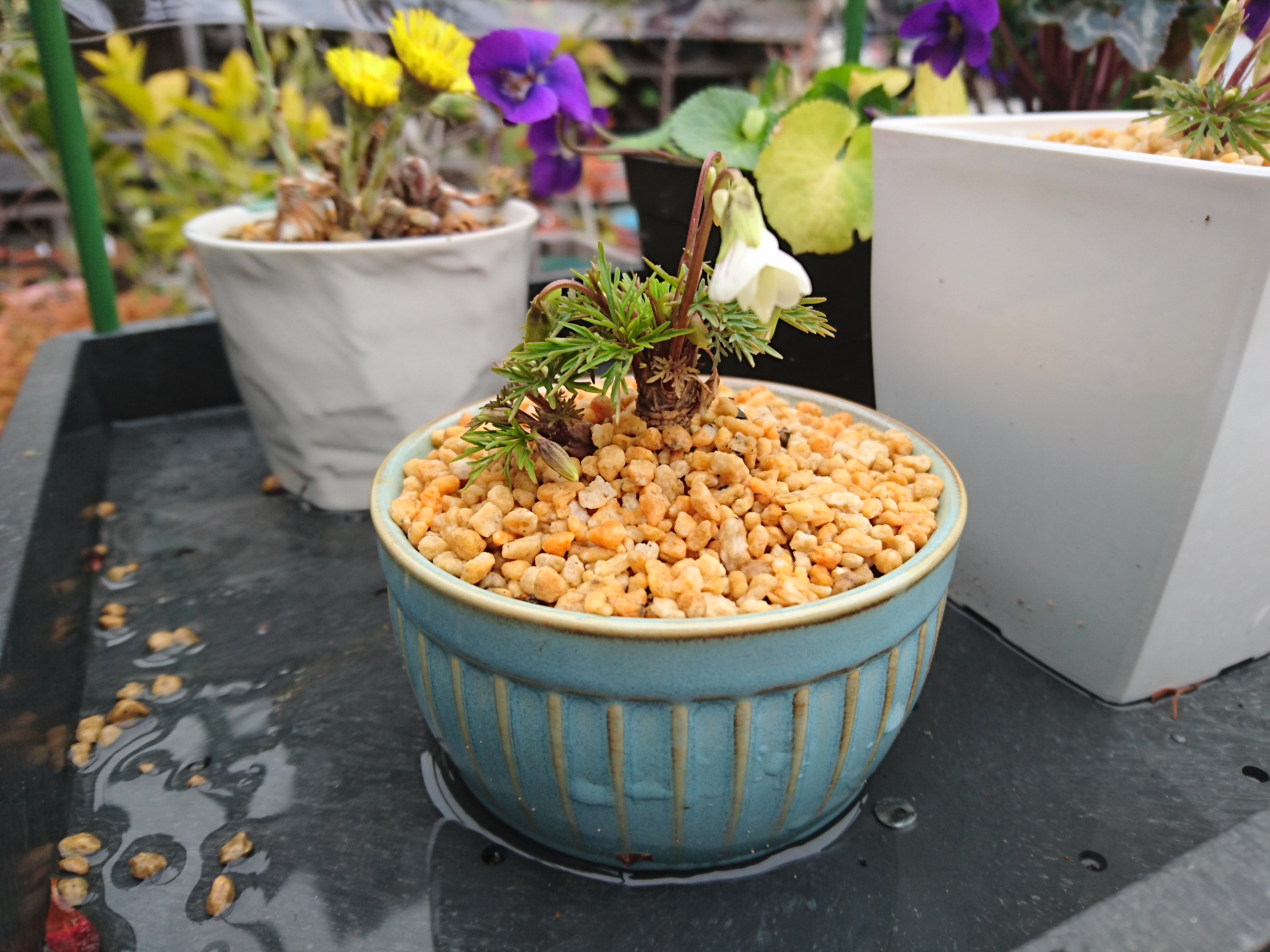 メダカの大工 3月の最初の週末の天気は よくはないですが 雨 は降らないので メダカのビオトープの手入れができそうです ヒゴスミレの花が咲きました 小さな白い花です つぼみがたくさんありますので しばらくの間 花 を楽しめそうです 雨よけを製作