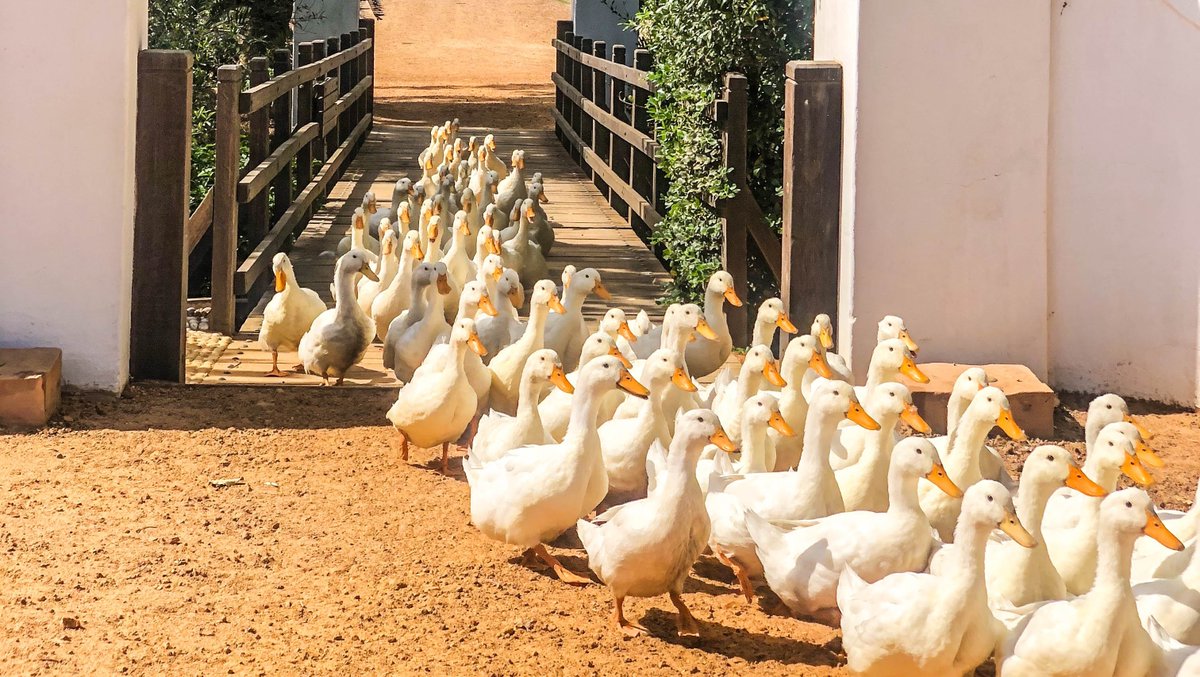 babylonstoren's tweet photo. Farm traffic 🦆

Every morning at 08h00 the ducks on our #farm waddle over the bridge to munch on the snails in the plum orchards. Such a treat to catch them on their walk! #babylonstoren https://t.co/5mKsr8dF5a