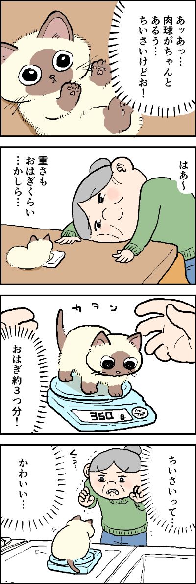 手のひらサイズで、重さはあのお菓子くらい⁉
大人気! おふくちゃんの子猫時代のお話シリーズです?

第106話「ちいさああい!」はこちらから⇒(https://t.co/8BV4k3smEK)
『猫のおふくちゃん』の最新話は毎週金曜日に連載中!

#猫のおふくちゃん
もっと読む 