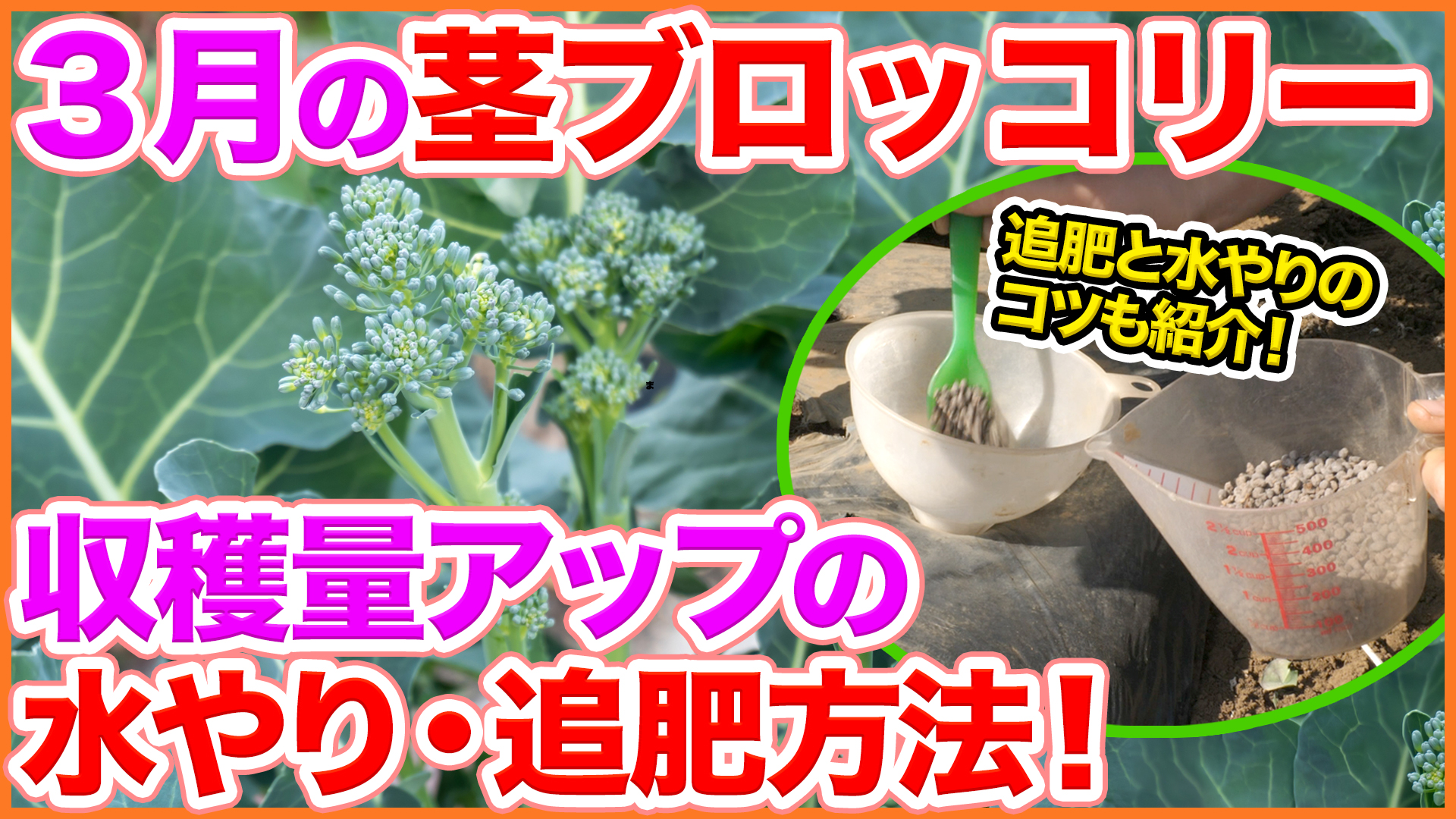 シェア畑 サポート付き貸し農園 今回は３月の茎ブロッコリーをたくさん収穫するためのポイントを紹介 収穫量がアップする追肥 や 水やりの方法も解説します T Co Ctwcdlgosa 農園 家庭菜園 茎ブロッコリー 収穫 追肥 水やり 肥料 有機