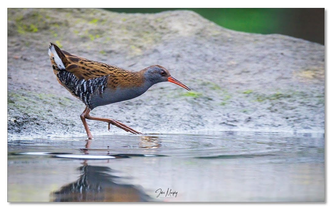 The shy and elusive Water Rail. My local park. One of three there at the moment.  #birdwatchireland #waterrail #irishwildlifetrust #nialltkeogh