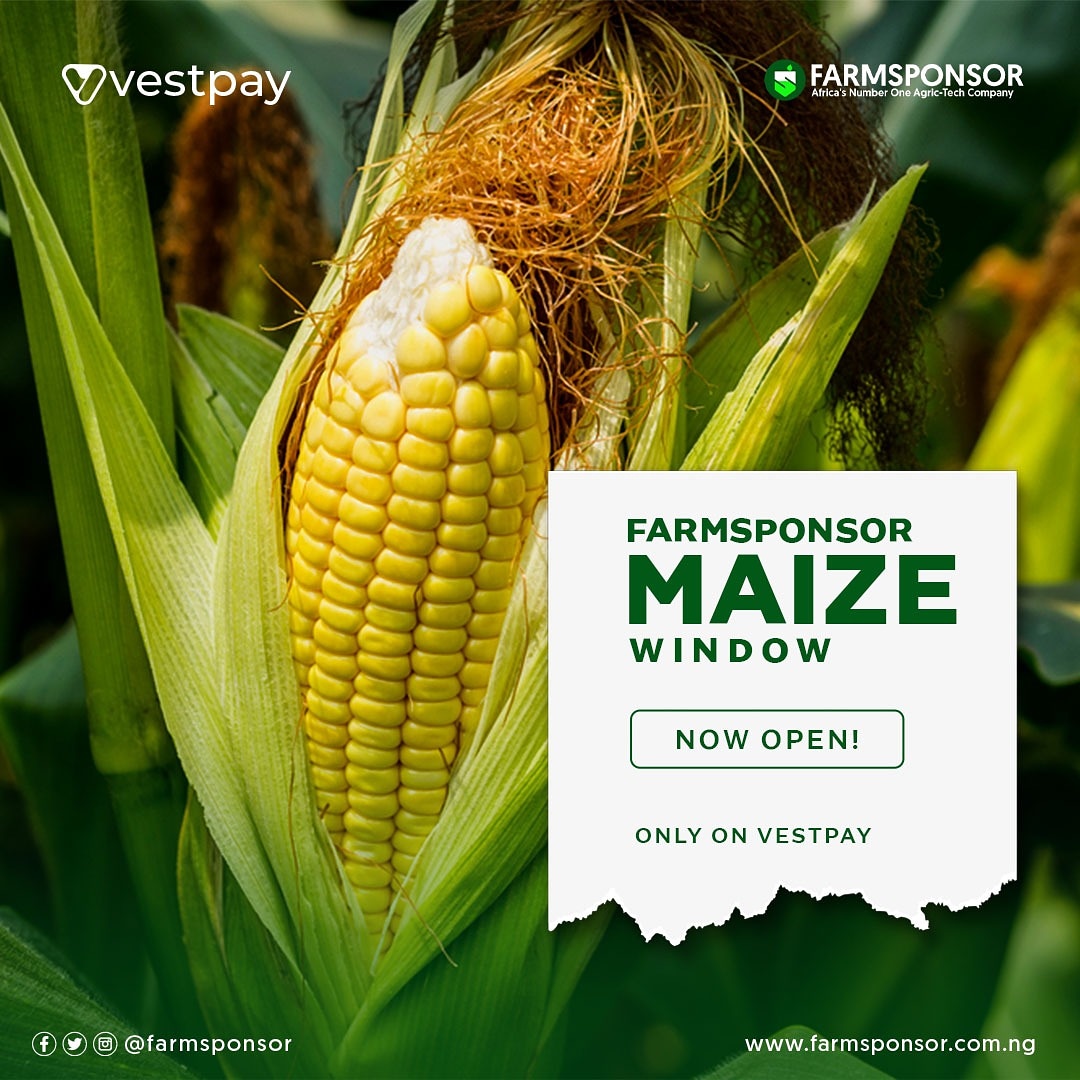 VestPay's tweet photo. Farmsponsor maize sponsoring window is now open on Vestpay.

This is an opportunity to make a safe and secure investment. 
22% ROI in 10 months.
Unit price is #65,000.

Hurry now and buy as many as you can.
.
#Vestpay #Farmsponsor #investment https://t.co/QJ1JFmIl4x