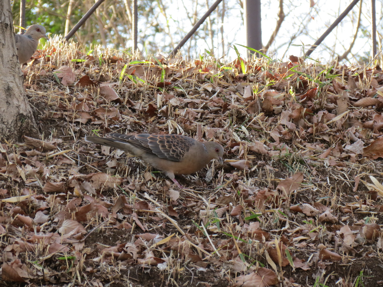 多摩動物公園 公式 古くは山鳩 とも呼ばれていましたが 現在では人家近くや公園で 木の実や草の種をさがして歩いているのを見かけます 園内にはドバトもいますが 羽にうろこ模様があれば キジバトです 身近な野鳥観察 キジバト T Co