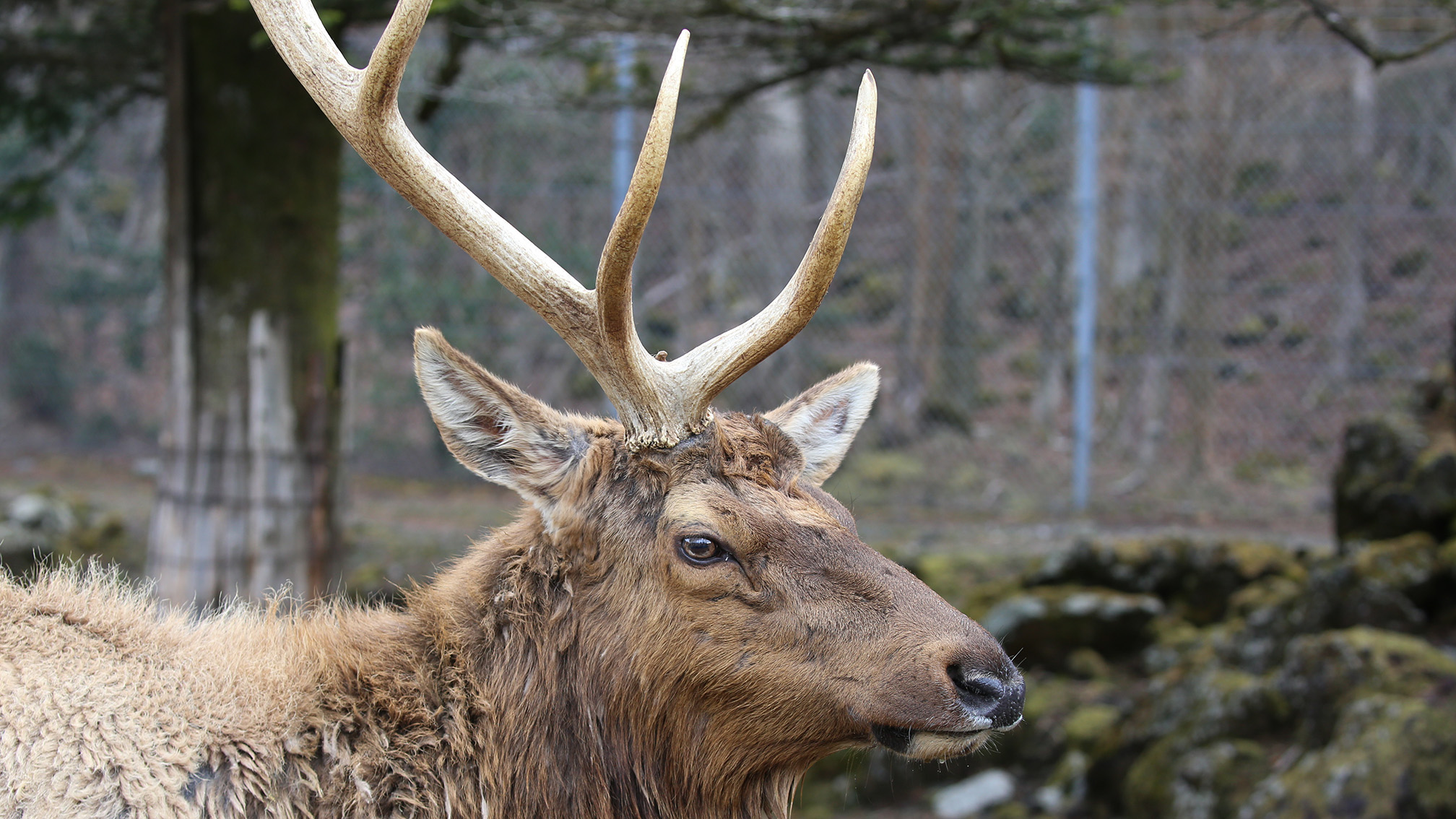 富士サファリパーク公式 角が1本のワピチを発見 シカの仲間は 毎年角が生え変わります 春先になると角 が抜け落ちるので 1本しか角がない姿はこの時期ならではの光景 ワピチ 落角 T Co 84yy0z8ahg T Co Ddc2yu6fcv Twitter