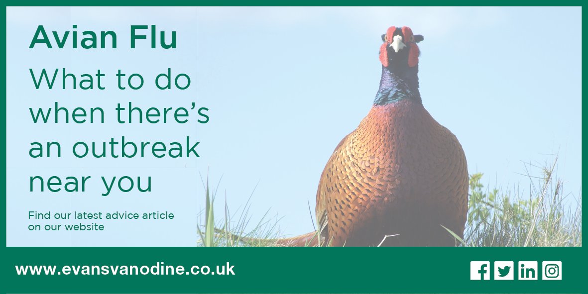 evansvanodine's tweet photo. What to do when there's an #AvianInfluenza outbreak near you.
Discover our latest advice article and products here: https://t.co/5SUHfyu9z8
#HPAI #AI #AvianFlu #Poultry #GameBirds #BritishPoultry #PoultryProduction #LivestockProtection #AnimalHealth #GPC8 #FAM30 #disinfection https://t.co/haoT6woNoz