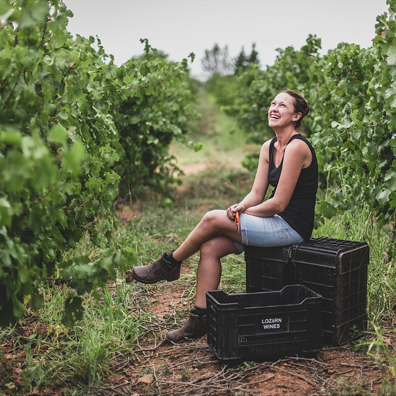 Harvest has finally kicked in here at Lozärn Family Wines with great excitement. 
Small batches of curated cultivars create wines of character. 

#Harvest2021 #SouthAfricanWine #LozarnWines