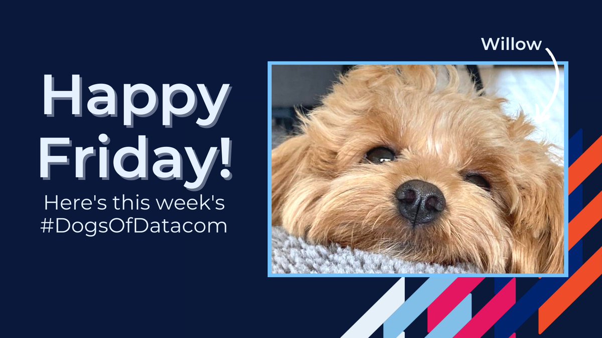 Datacom's tweet photo. It’s everyone’s time of week: Friday #DogsOfDatacom! https://t.co/IA2qIfapjU