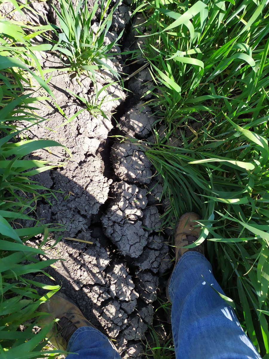 MoraimaGonzlez7's tweet photo. Con productores cómo él, todo es fácil!!! Tercer #riegogravedad en  trigo, terreno muy agrietado con largo de 290 mts. Antes se abrían 2  tubos lámina de riego de 19.5 cm en 25 horas, ahora  solo un tubo en 6.5 hr y una lámina de 13 cm. 
@MUAC_GTO  @CAlbertoGtzMtz  @DesdeGto , https://t.co/oTTuWW4dz6