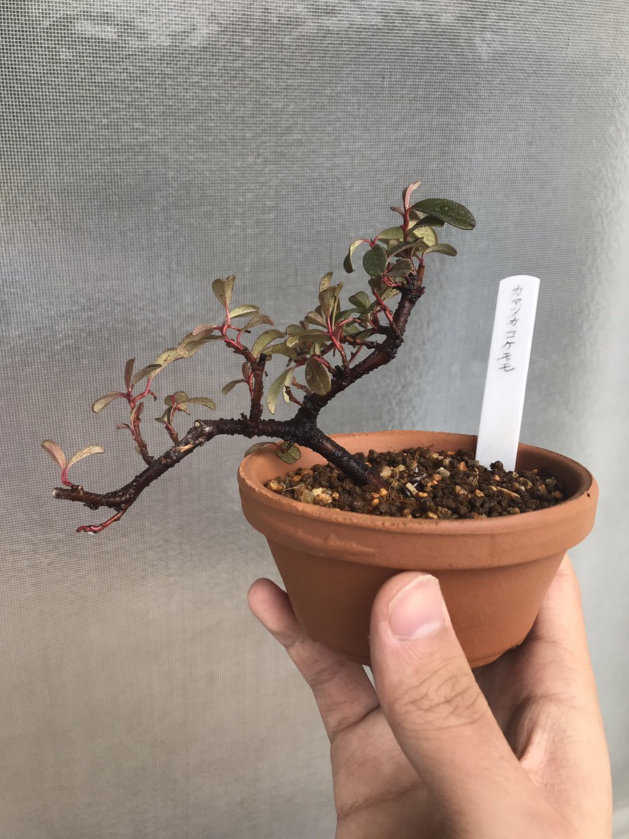 Uzivatel ひらばや Bayaya Na Twitteru 初の植え替え カマツカコケモモ 幹が埋まってたり 根が上下から出てたり めちゃくちゃ絡まってるし 取り敢えず枯れませんように