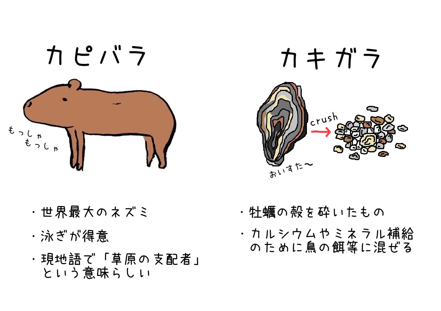 淡路ファームパーク イングランドの丘 公式 カピバラ と カキガラ はよく似ているので うっかり聞き流してしまうと カキガラがもうすぐ無くなりそうです が カピバラがもうすぐ亡くなりそうです に聞こえて一瞬 肝を冷やすことになるので注意が