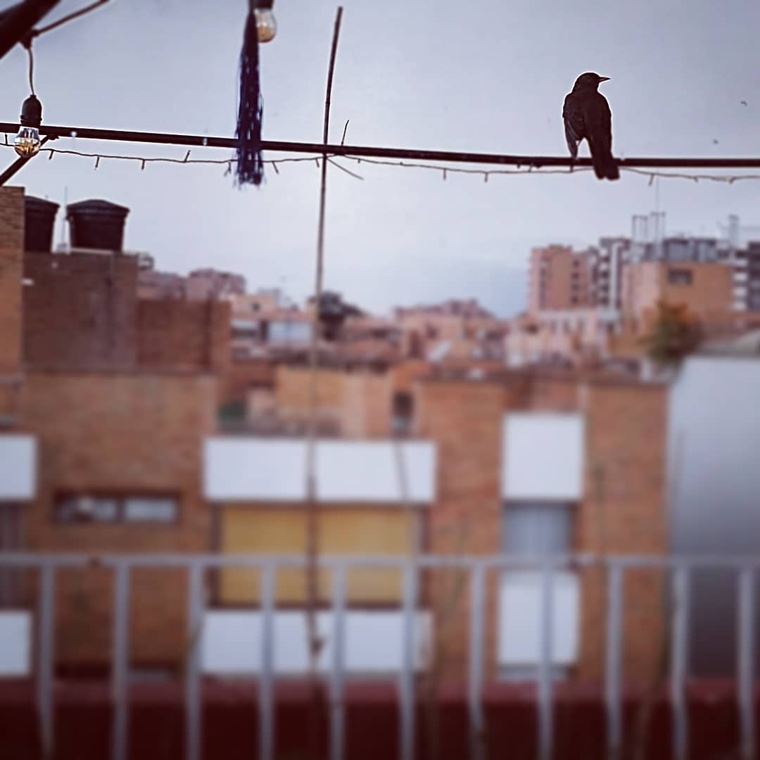 Arocha12Andres's tweet photo. Mi visitante de todos los días al atardecer! La Mirla: representa poder y astucia. Los celtas la consideraban mensajero de los dioses, atraen la salud y se llevan la enfermedad.
El mensaje del mirlo es confiar en el talento creativo, construir bases fuertes para crear.
 #mirla https://t.co/x40533ZfBJ