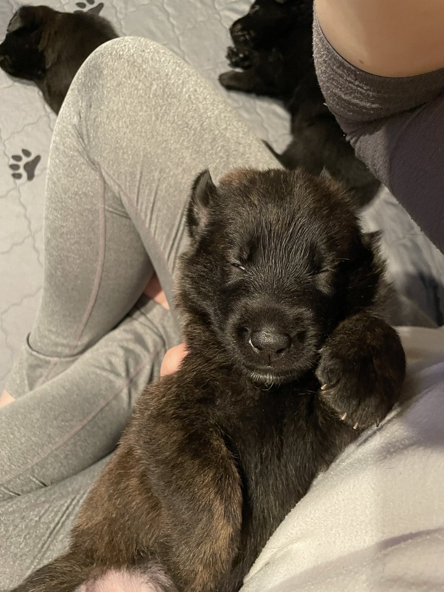 A_ClarkBar's tweet photo. Baby bears and mausy. 😍💎🐁 https://t.co/NDP56euW4H