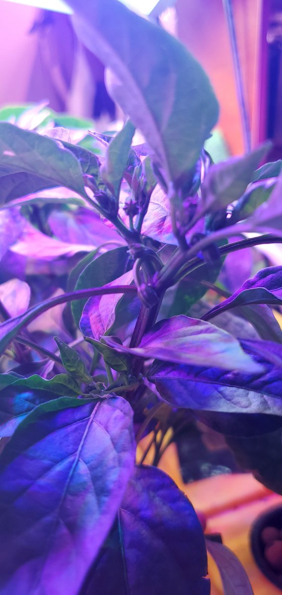 flexoponics's tweet image. Hot Peppers And so much more check me out youtu.be/tT_2dcfQLp4
watch like and subscribe