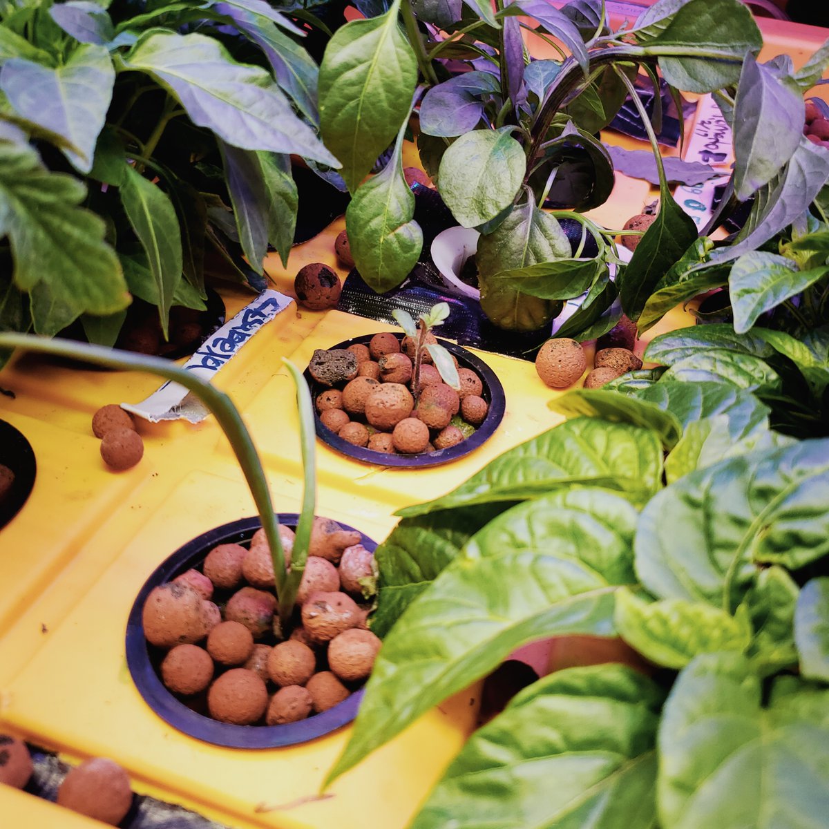 flexoponics's tweet image. I have Galic that i took and put it in my Hydro system along with everything else is doing Amazing .