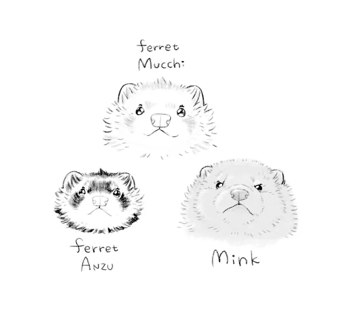 FerretとMinkの描き分け✏️φ(・ω・*) 