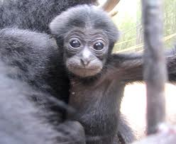 gibbonposting's tweet photo. baby siamang gibbons https://t.co/phMSlPIgqn