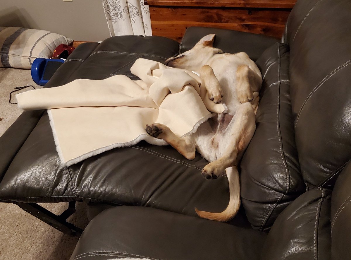 All sorts of wrong with this. 
1. Not supposed to be on the couch
2. How did he recline it?
3. Looks like he had too much to drink and is passed out.
#mansbestfriend