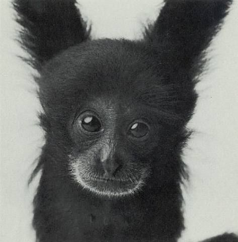 gibbonposting's tweet photo. baby siamang gibbons https://t.co/phMSlPIgqn