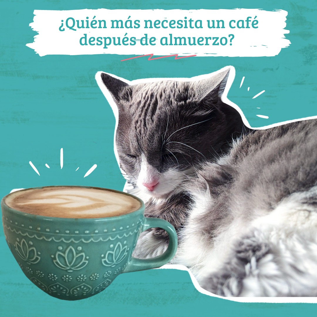 ¿Quién más necesita un café después de almuerzo? ☕️
.
🛵 Pide el tuyo a domicilio por mensaje directo 📩 o al WhatsApp 3024122341 ✅
.
#apoyalocolombiano #cafeterias #cafeteriasbonitas #envioadomicilios #instagood #like4like #trabajodecasa #cafemedellin #cafeyletras #gato