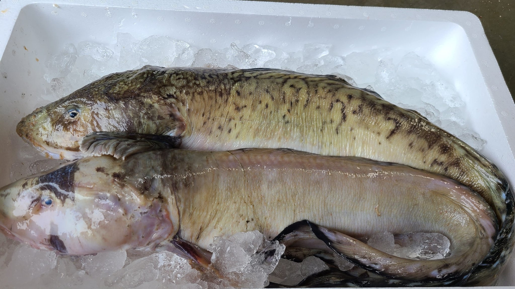 幻魚 Twitter Search Twitter